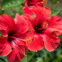 hibiscus santé
