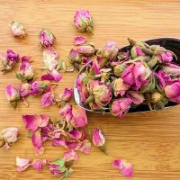 rose bourgeons