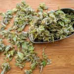 Infusion Thé grec des montagnes – Malotira