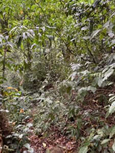 foret tongqinghe